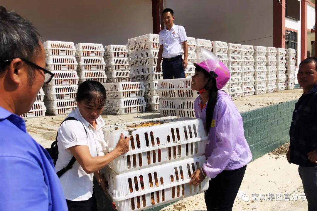 广西草莓视频下载链接农牧集团