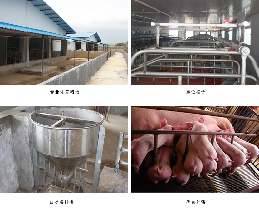 广西草莓视频下载链接农牧集团