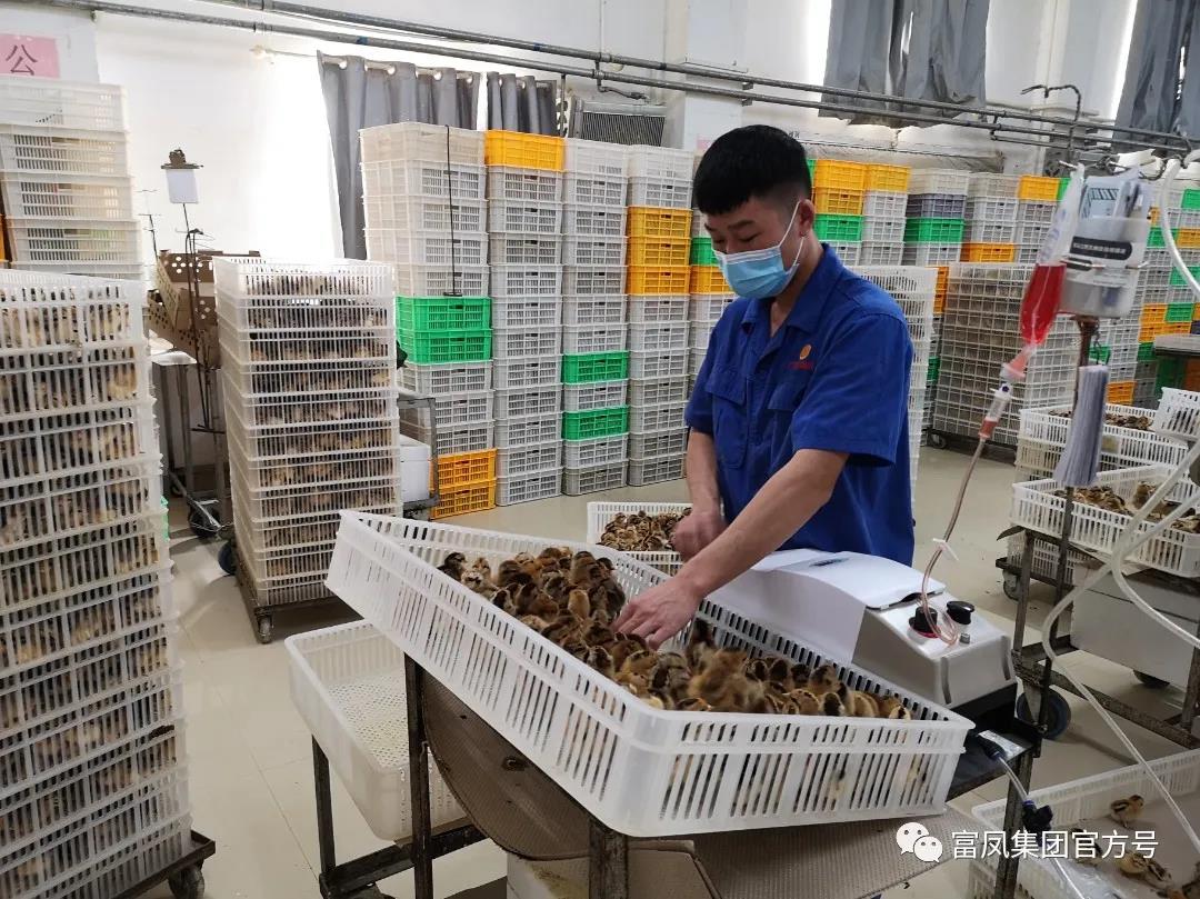 广西草莓视频下载链接农牧集团有限公司